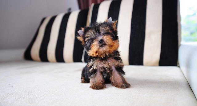 茶杯犬图片可爱图片，茶杯犬超清图片大全