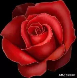 情人节送玫瑰花的含义5201314， 送你999玫瑰花，祝你爱情甜甜蜜蜜