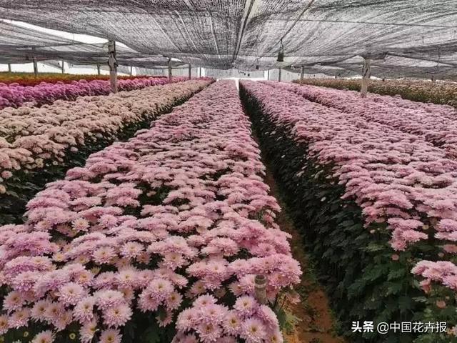 今年情人节送什么好谁说情人节没有鲜花？请签收我为您种下的这片花海