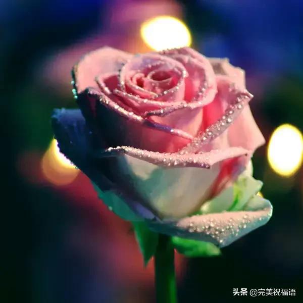 情人节送男友什么好明日情人节，2.14玫瑰送给亲爱的朋友，祝你们情人节快乐
