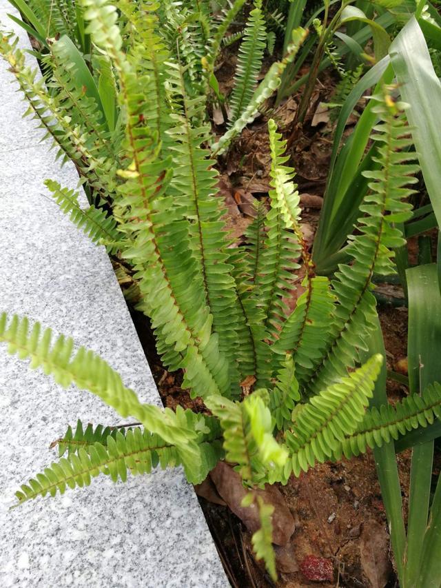 肾蕨 – 蕨类植物