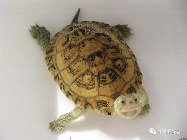 巴西龟肺炎会自愈吗（龟龟患了肺炎死亡概率很高）