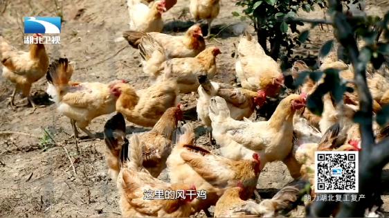 湖北荆门风干鸡几种吃法，荆门风干鸡风干鸡中的