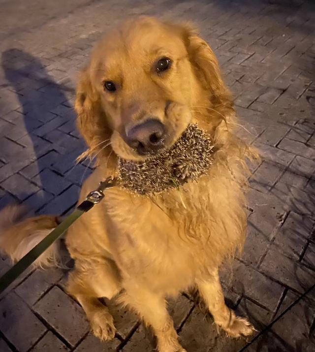 我的狗，在外面養了一隻流浪貓，下雨天還把貓摟在懷里，給貓遮雨 萌趣萌寵 第7张