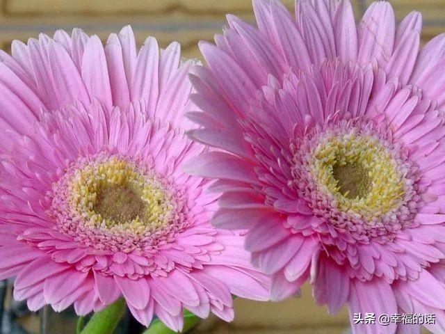 送老婆鲜花寄语简短 老公送老婆什么花好