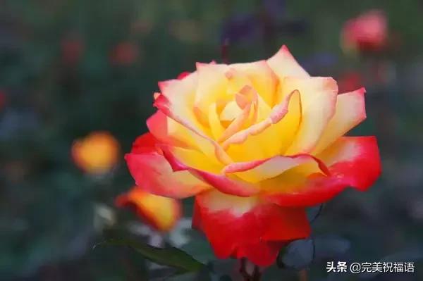 七夕送什么礼物好今日情人节，2.14玫瑰送给亲爱的朋友，祝你们情人节快乐