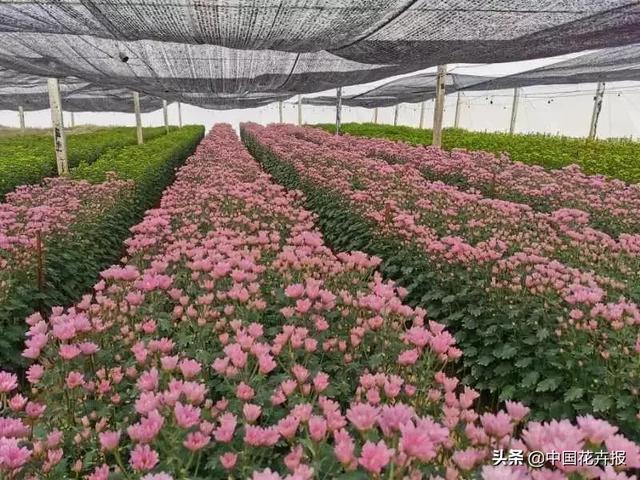 今年情人节送什么好谁说情人节没有鲜花？请签收我为您种下的这片花海