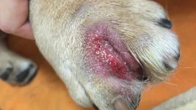 狗狗趾間腺炎主人用碘伏治療，幾天後狗狗腳部流血疼得無法站立 萌趣萌寵 第1张