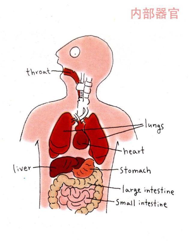 人体部位英语单词，人体全身各部位英语单词（人体部位及器官英语单词汇总）