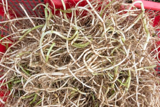 农村常见的中草药图片及名字（十种农村常见中药材）