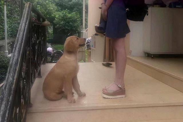 我的狗，在外面養了一隻流浪貓，下雨天還把貓摟在懷里，給貓遮雨 萌趣萌寵 第2张