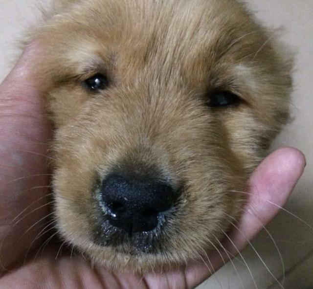 辟謠：犬瘟熱病毒只會引起狗狗呼吸道症狀？皮膚疾病也是一種表現 萌趣萌寵 第2张