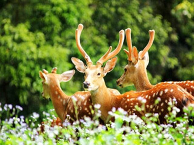 鹿喜欢吃什么蔬菜，为什么吃鹿肉的人却很少