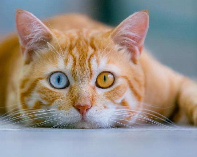 撿到一隻鴛鴦眼橘貓，貓很美，可一天後發現，我被它騙了 家有萌寵 第1张