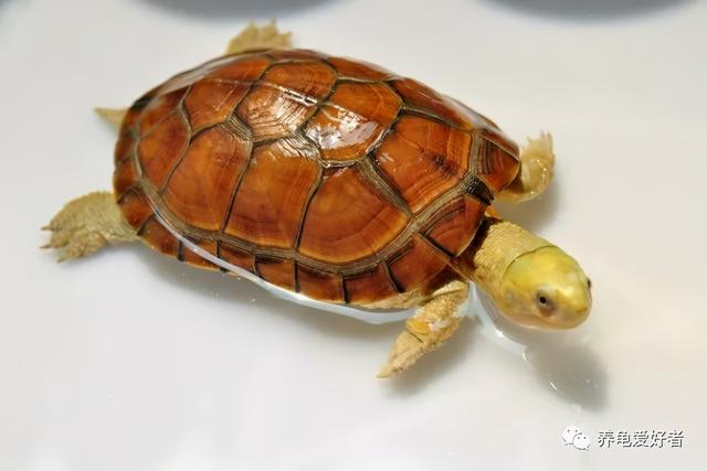 巴西龟肺炎会自愈吗（龟龟患了肺炎死亡概率很高）