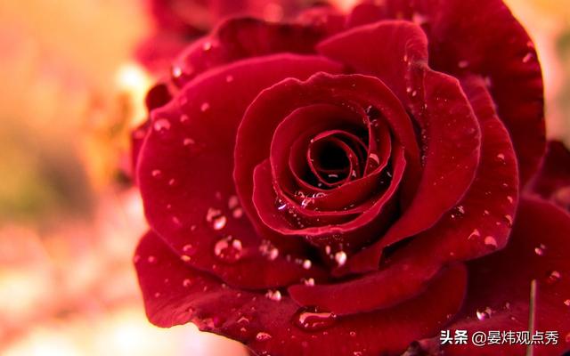 情人节送礼物为什么情人节要送玫瑰花？鲜花产业的秘密了解一下？