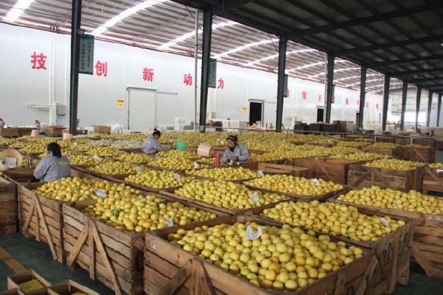 重庆市潼南区柠檬之乡，走向全球的柠檬之都