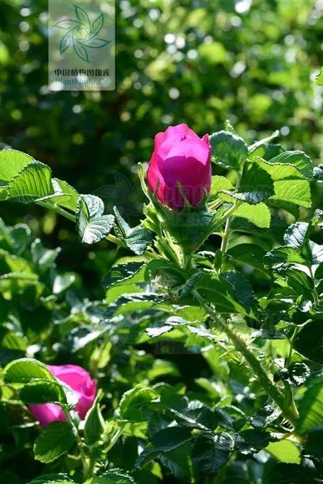 今年情人节送什么好「本草驿站」情人节的花，你送对了吗？