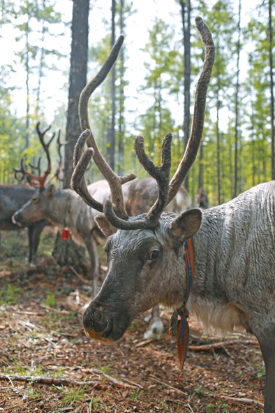濒临消失的神秘驯鹿人，世界上面临“消失”的8个纯原始部落