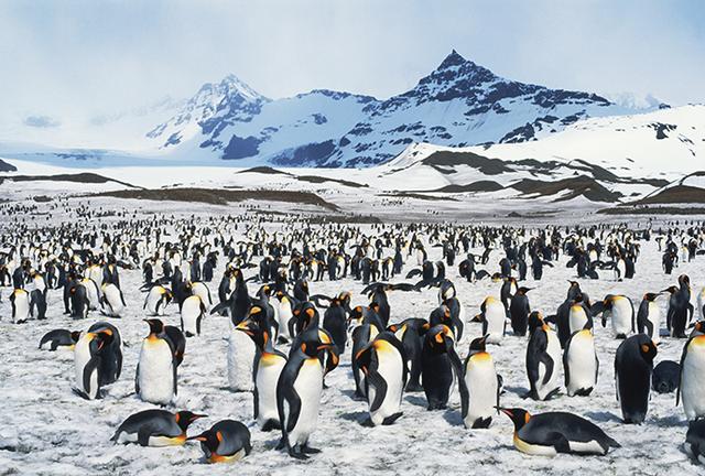 南极象岛企鹅数量，通过卫星发现的以前不为人知的大型企鹅群