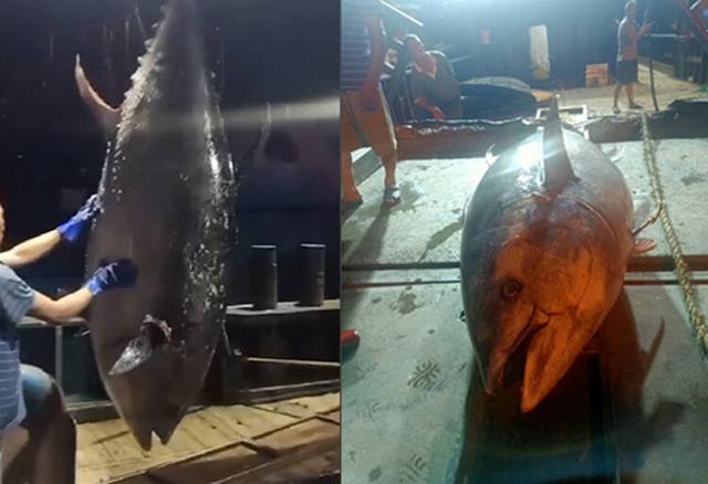 58秒｜海南渔民捕获近700斤超大蓝鳍金枪鱼 刚靠岸就被人10万元买走 全球新闻风头榜 第1张