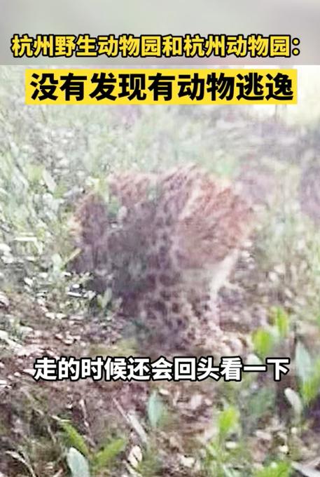 目击者还原杭州发现豹子经过：它胆子挺大，还回头看我一眼 全球新闻风头榜 第3张
