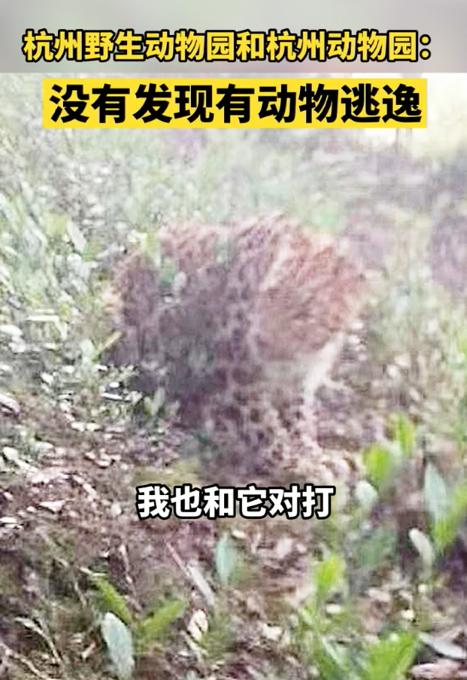 目击者还原杭州发现豹子经过：它胆子挺大，还回头看我一眼 全球新闻风头榜 第5张