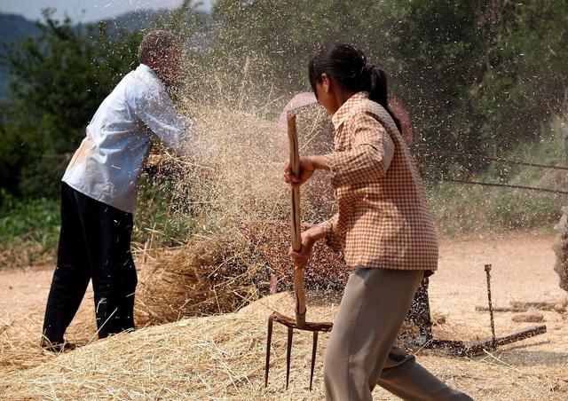 割麦是什么季节，北方小麦收割时间在哪个季节