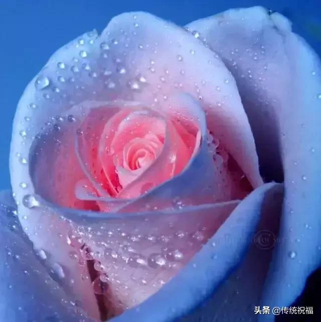 今年情人节流行送什么明日七夕情人节，999999玫瑰花送给群里所有朋友！谁打开