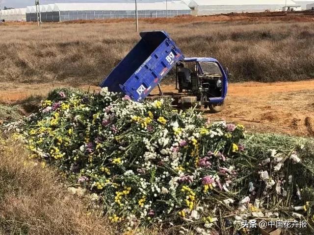 今年情人节送什么好谁说情人节没有鲜花？请签收我为您种下的这片花海