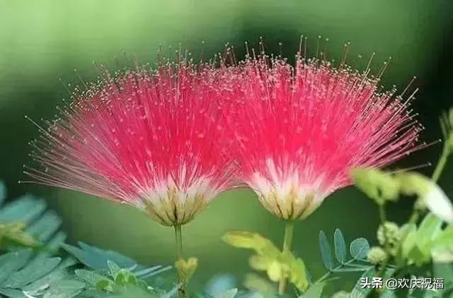 情人节送女生什么明日情人节，罕见情人花，你见过吗？忍不住发给你看看