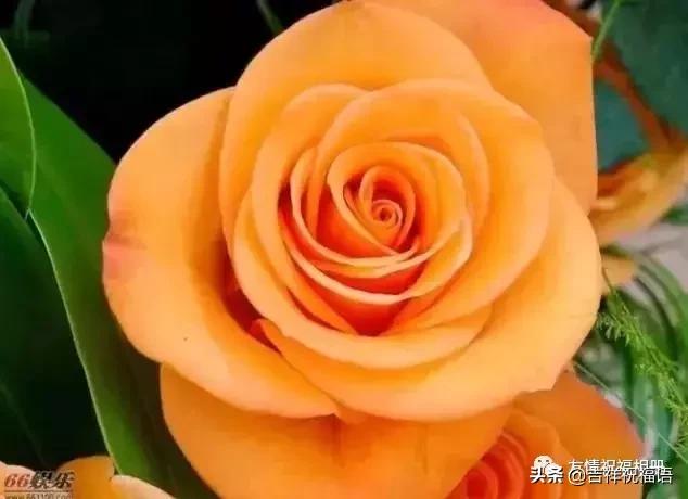 送给老婆情人节礼物明天情人节，99玫瑰送给群里朋友,祝你们情人节快乐,永远