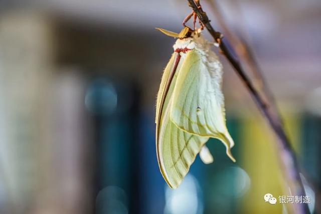 有哪些常见的飞蛾，自然记录蛾生一瞬