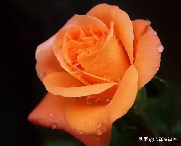 情人节礼物送什么明天情人节，送你999滴水玫瑰，太太太太美了，祝你美满幸福