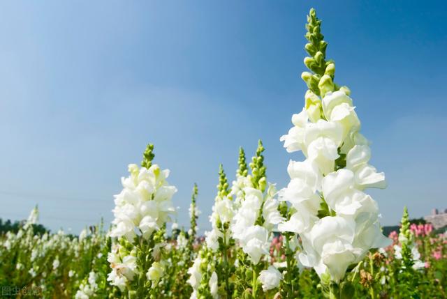 老婆送什么花好,老婆生日送什么花合适