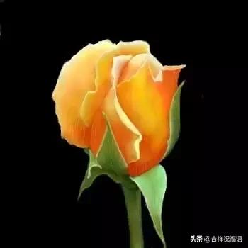 情人节送玫瑰花的含义5201314， 送你999玫瑰花，祝你爱情甜甜蜜蜜