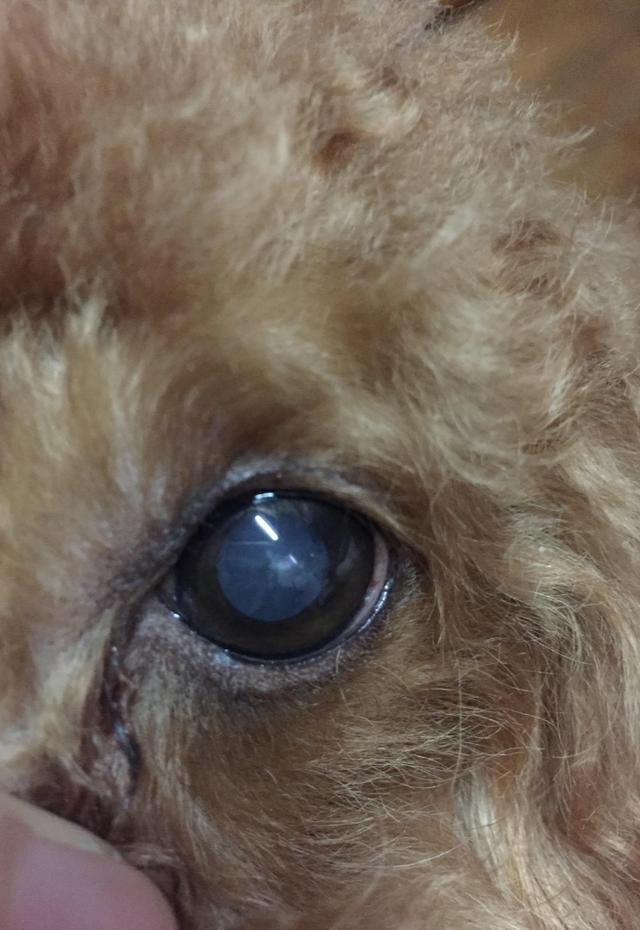 狗狗眼球有白點主人為了省錢用紅黴素治療，5天後眼球嚴重潰瘍了 萌趣萌寵 第4张