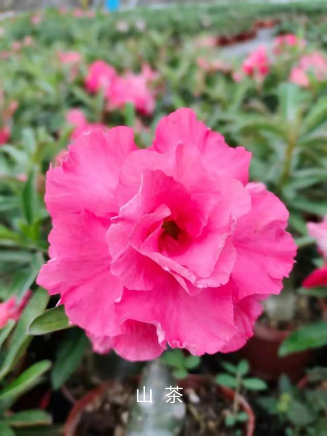 沙漠玫瑰怎么养，沙漠玫瑰的养殖方法多久能开花（真正会养的只需做5点）