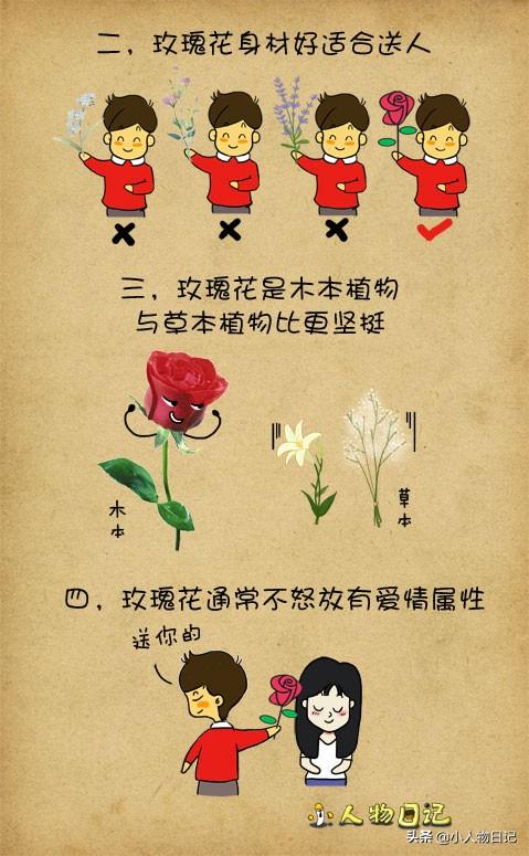 情人节送什么礼物好那么多象征爱情的花，为什么人们更钟情于玫瑰花？