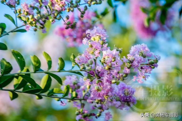 花图片大全大图 清新,花图片大全鲜花真实