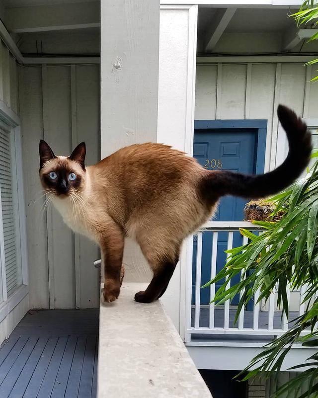 The most powerful cats in the cat world rankings, they are all good at