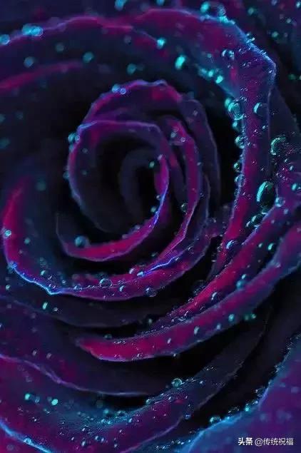 今年情人节流行送什么明日七夕情人节，999999玫瑰花送给群里所有朋友！谁打开