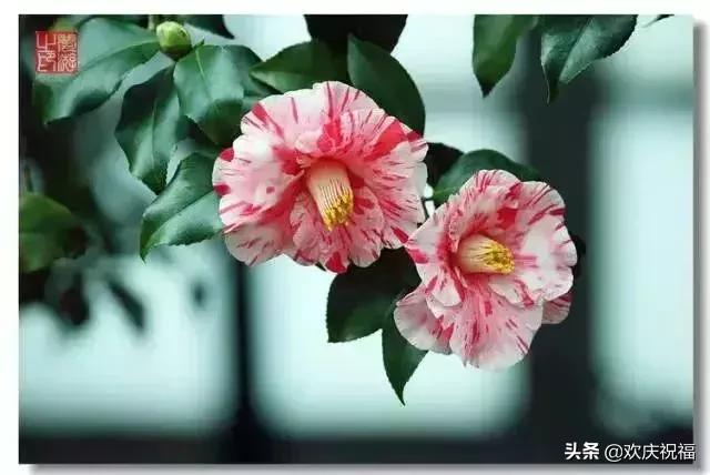 情人节送女生什么明日情人节，罕见情人花，你见过吗？忍不住发给你看看