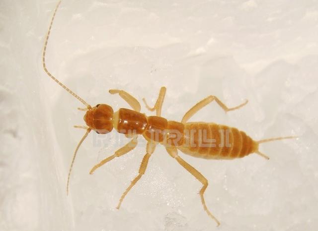 昆虫纲的动物种类，螯肢亚门—蛛形纲<蜘蛛纲>