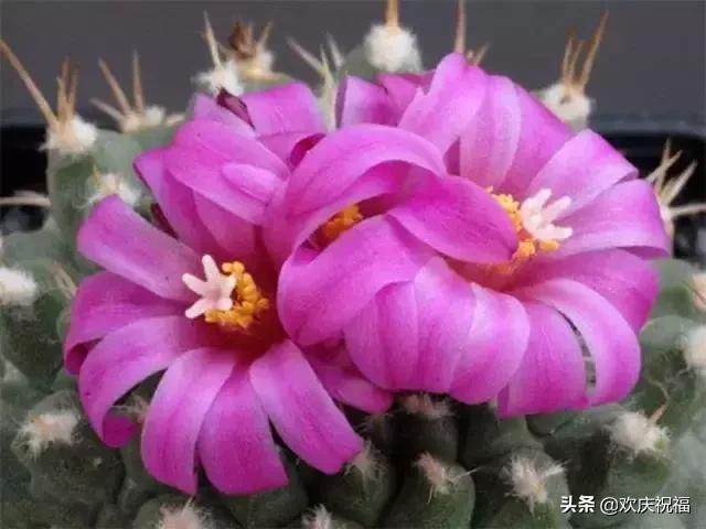 情人节送女生什么明日情人节，罕见情人花，你见过吗？忍不住发给你看看