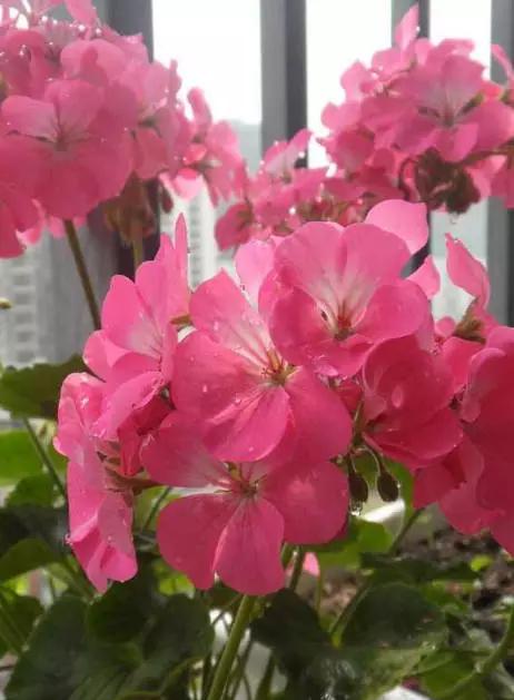 最美的各种花朵唯美图片大全,好看的鲜花图片 唯美