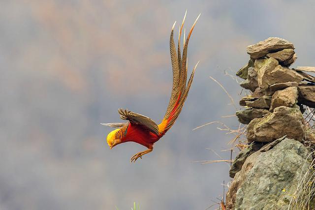 各国国鸟有哪些，世界各国国鸟大全