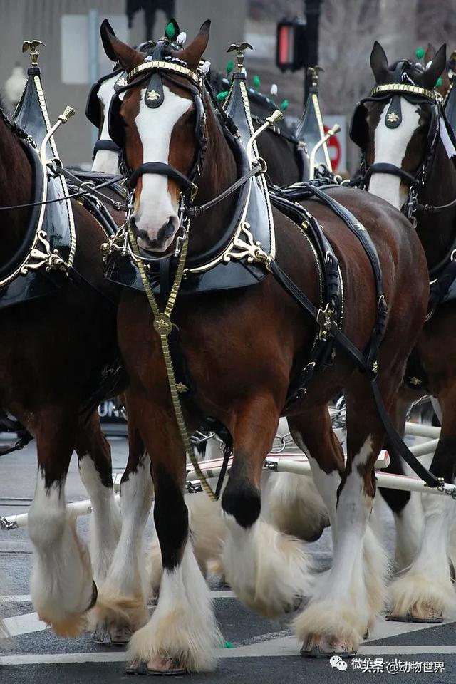 世界十大品种名马，世界上最强的五种马