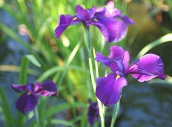 兰花能放在卧室吗，兰花冬天可以放卧室吗（这十种花，卧室不要摆放）