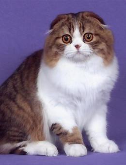 世界名猫品种，世界名猫品种大全